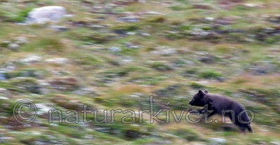 BB 11 0351 / Vulpes lagopus / Fjellrev